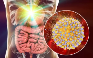 A vector focusing on the liver and the hepatitis c virus