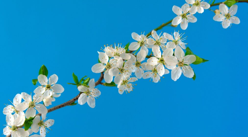 cherry-blossoms-g7cc7deb3f_1280